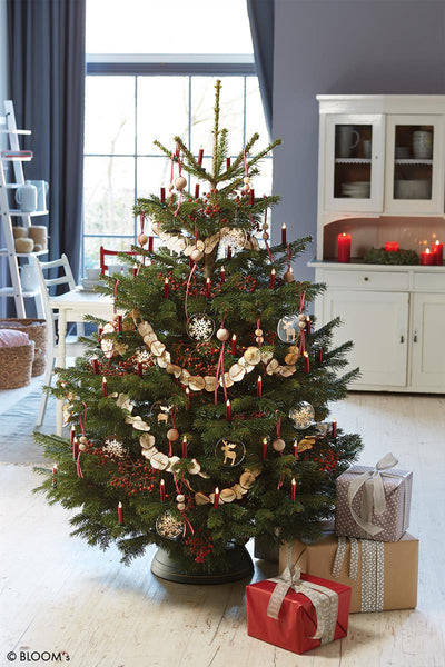 christbaum dünger Christbaum fresh – Krinner Webshop